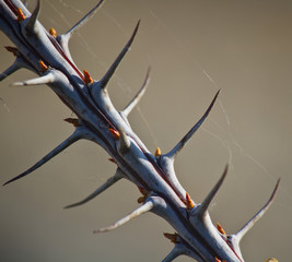 Thorns