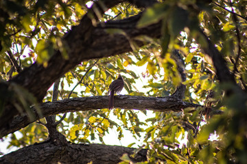 bird and autumn leaves 