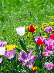 White and orange tulips on a garden bed among flowers