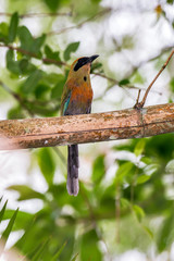 Scene of the Rufous capped Motmot perched on a branch. Several branches and leaves around the bird.