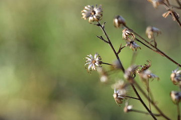 Small metallic-looking flowers in the meadow