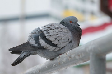 City pigeons sit on metal handrail. Urban wildlife. Beautiful animal