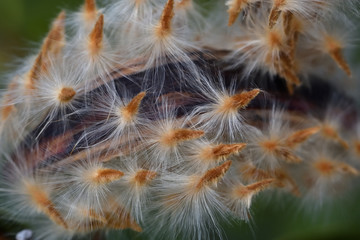Oleander seeds coming out of their pod prepared to fly