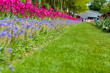 Tulips, the biggest symbol of beauty in netherlands.