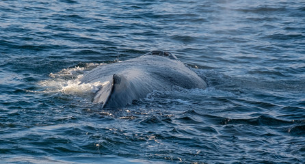 Very close encounter with humpback whales feeding along the shores of the Tabarin peninsula in the Antarctic continent