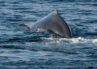 Fototapeta premium Very close encounter with humpback whales feeding along the shores of the Tabarin peninsula in the Antarctic continent