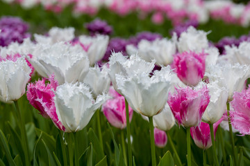 Tulips, the biggest symbol of beauty in netherlands.