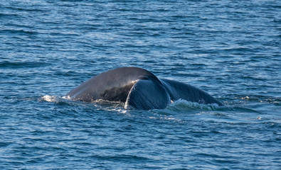 Fototapeta premium Very close encounter with humpback whales feeding along the shores of the Tabarin peninsula in the Antarctic continent