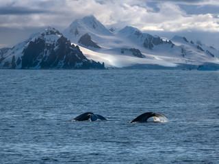 Humpback whales feeding along the stunning shores of the Tabarin peninsula in the Antarctic continent