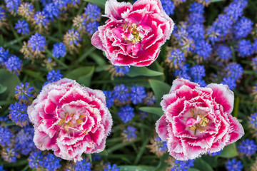 Tulips, the biggest symbol of beauty in netherlands.