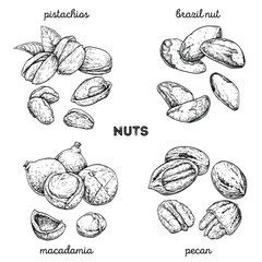 Pistachios, brazilnut, macadamia, pecan. Hand drawn set with nuts. Vector illustration isolated on white background. Doodle healthy food illustrations