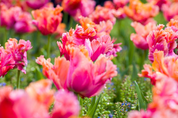 Tulips, the biggest symbol of beauty in netherlands.