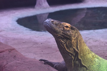 Komodo Dragon