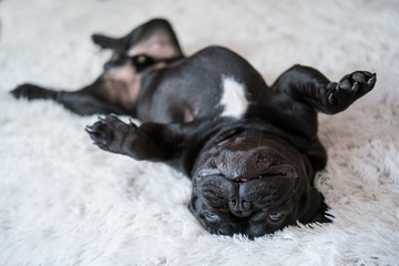 Puppy French bulldog