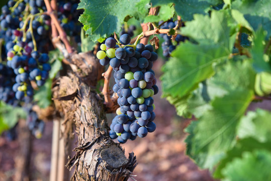 Vinya Vi&ntilde;a Vitis amurensis sirah malbec cabernet sauvignon Moscatell Crianza Escaladei Priorat Tarragona Catalunya Vinos Vitivin&iacute;cola