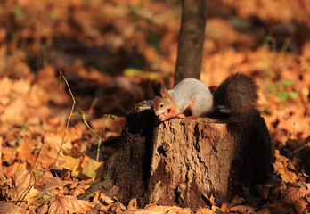 A squirrel, lit by the sun in an autumn park, sits on a stump with food, holds a nut in its paws and nibbles it.