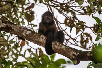 Scene of a Crested capuchin sitting on a branch. The monkey s tail is wrapped around the branch....