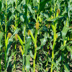 Background of green stalks and corn cobs.