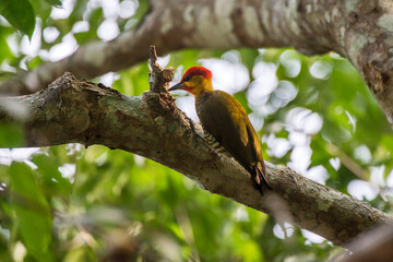 Scene of a Yellow throated Woodpecker perched on a tree. The bird stares into a hole in the tree.