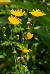 It grows in nature yellow-field thistle (Sonchus arvensis).