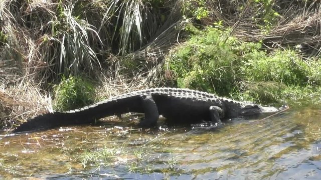 Alligator sneaking behind prey in the Florida Everglades
