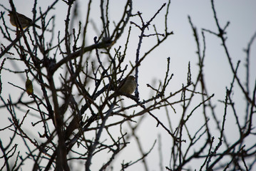 Fototapeta na wymiar A brown sparrow on a branch