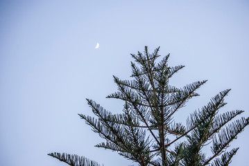 Tree with the Moon behind
