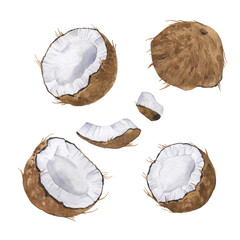 Set of fresh coconut pieces isolated on white background. Hand drawn watercolor illustration.