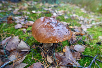 Cep Mushroom Growing in Autumn Forest. Boletus. Mushroom picking