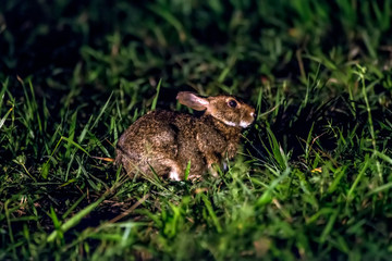 Scene of a Brazilian cottontail or forest cottontail in the middle of creeping plants. His body is turned to the right side.