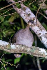 Scene of a Solitary Tinamou perched on a tree. The bird s body is facing forward. Green leaves behind the bird.
