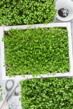 microgreens in the white wooden box with seeds and scissors. Sprouting Microgreens. Seed Germination at home. Vegan and healthy eating concept. Growing sprouts.