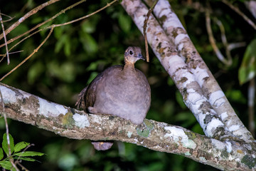 Scene of a Solitary Tinamou perched on a tree. The bird s body is facing forward. Green leaves behind the bird.