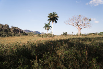 Fototapeta na wymiar Trees in an open space in Cuba. 