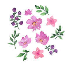 Set of doodle green leaves and branches, lilac berries and pink flowers isolated on white background. Hand drawn watercolor illustration.