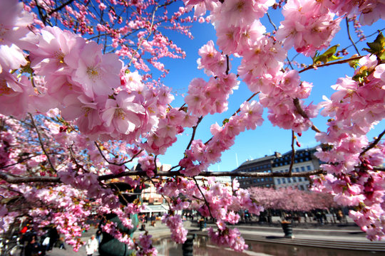 Sakura, k&ouml;rsb&auml;rsblommor i Kungstr&auml;dg&aring;rden i Stockholm
