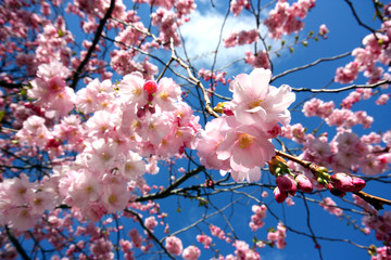 Sakura, körsbärsblommor i Kungsträdgården i Stockholm