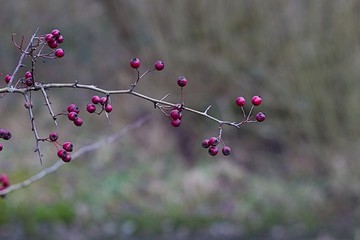 Group Of Red Berry's Up Close View