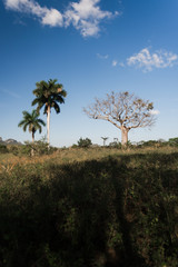 Trees in an open space in Cuba. 