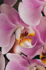 Blooming purple Orchid. Flora, nature.  Orhidea Phalenopsis in nature.