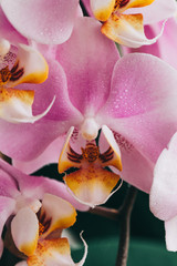 Blooming purple Orchid. Flora, nature.  Orhidea Phalenopsis in nature. - obrazy, fototapety, plakaty