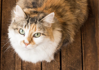 Cat's face with eye contact andd big green eyes with texture from wooden planks and warm earthtones