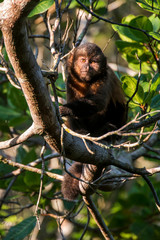 Scene of a crested capuchin monkey standing in a tree. The monkey is seen from the front. Several thin branches and leaves around the monkey.