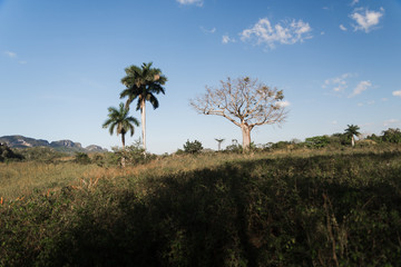 Obraz premium Trees in an open space in Cuba. 
