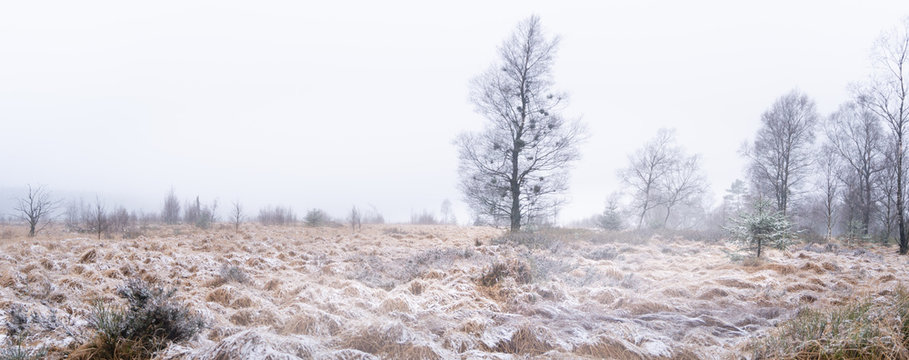 Witch broom tree's landscape