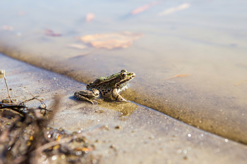 The gray frog is on the river bank. She is on wet sand and she is almost in the water. The day is beautiful and sunny.