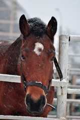 Portrait of a bay mare in a snowstorm