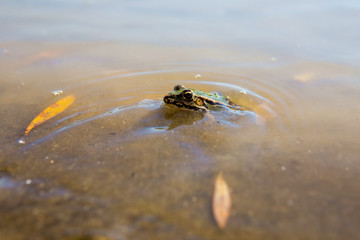 The green black frog is in the water. Only her head and eyes can be seen. The river where the frog swims is very dirty and muddy.