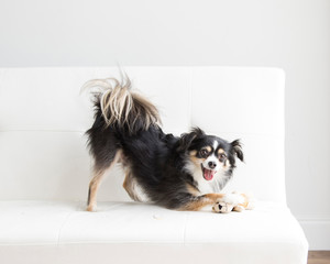 Playful Long haired chihuahua pounces on his squirrel toy on a white futon