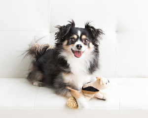 Long haired chihuahua in natural light lounges with toy on a white futon and is playful and makes eye contact